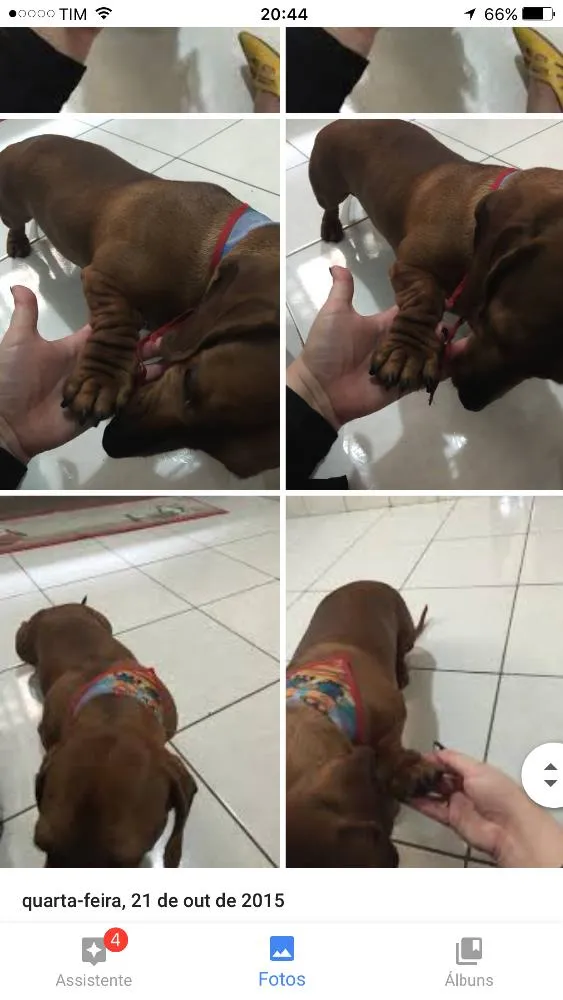 Cachorro ra a dachshund idade 2 a 6 meses nome Pingo