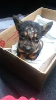 Chico