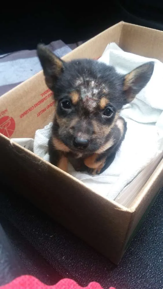 Cachorro ra a Vira lata idade Abaixo de 2 meses nome Chico