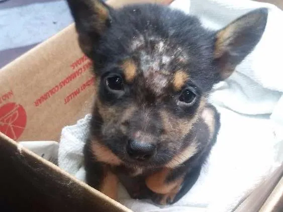 Cachorro ra a Vira lata idade Abaixo de 2 meses nome Chico