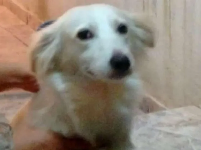 Cachorro ra a Srd idade 4 anos nome Marlon Branco 