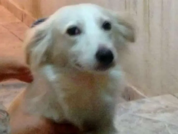 Cachorro ra a Srd idade 4 anos nome Marlon Branco 
