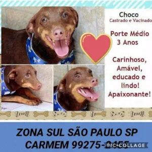 Cachorro raça SRD idade 3 anos nome Choco
