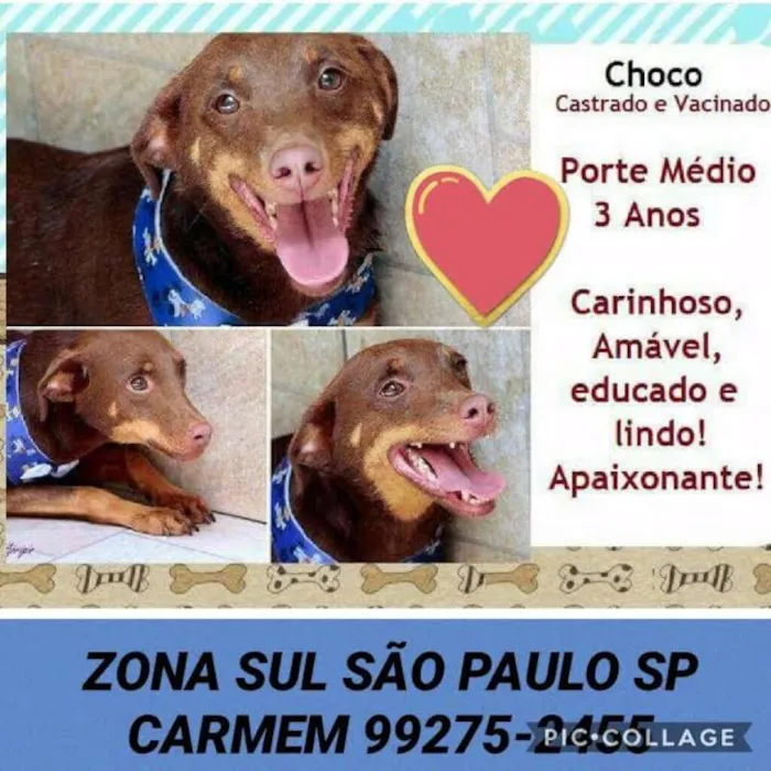 Cachorro ra a SRD idade 3 anos nome Choco