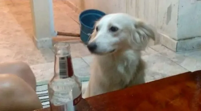 Cachorro ra a Srd idade 4 anos nome Marlon Branco 