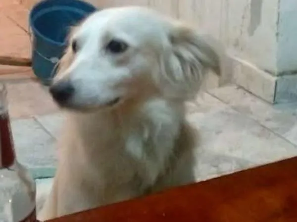 Cachorro ra a Srd idade 4 anos nome Marlon Branco 