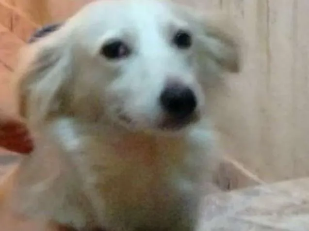 Cachorro ra a Srd idade 4 anos nome Marlon Branco 