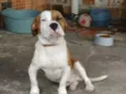 Baster