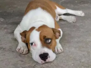 Cachorro raça Pitbull com boxer idade 3 anos nome Baster