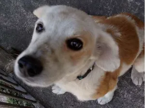 Cachorro raça SRD idade 5 anos nome Otto