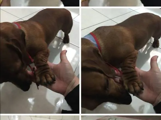 Cachorro ra a dachshund idade 2 a 6 meses nome Pingo