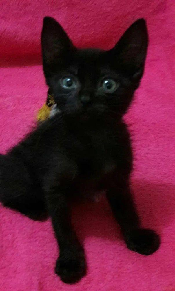 Gato ra a Sem Raça Definida.  idade Abaixo de 2 meses nome Sem Nome