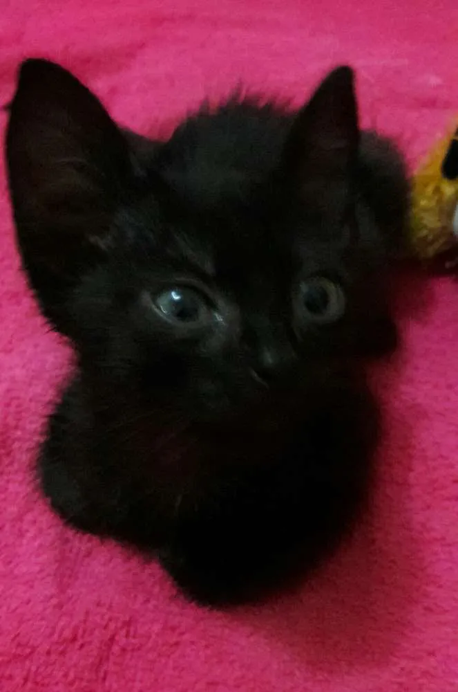 Gato ra a Sem Raça Definida.  idade Abaixo de 2 meses nome Sem Nome