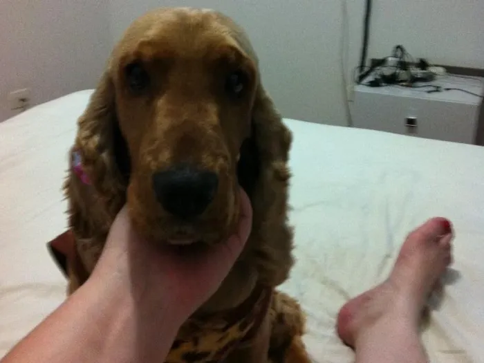 Cachorro ra a Cocker idade 7 a 11 meses nome Cacau