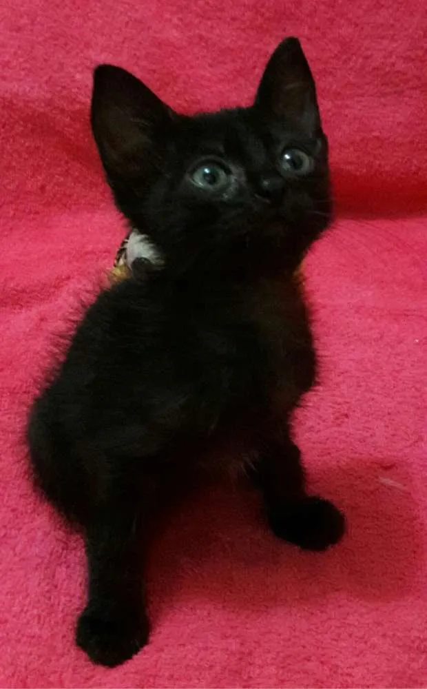 Gato ra a Sem Raça Definida.  idade Abaixo de 2 meses nome Sem Nome
