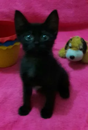 Gato raça Sem Raça Definida.  idade Abaixo de 2 meses nome Sem Nome