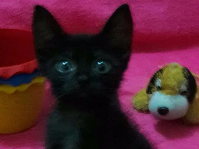 Gato ra a Sem Raça Definida.  idade Abaixo de 2 meses nome Sem Nome