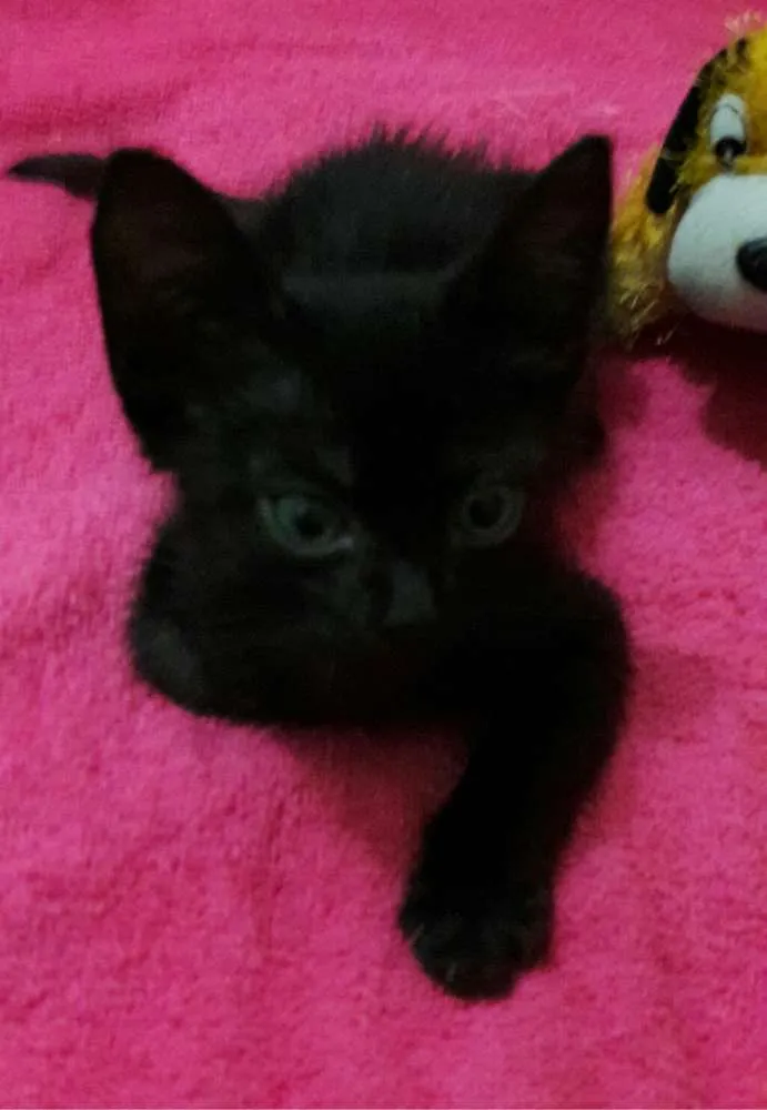 Gato ra a Sem Raça Definida.  idade Abaixo de 2 meses nome Sem Nome