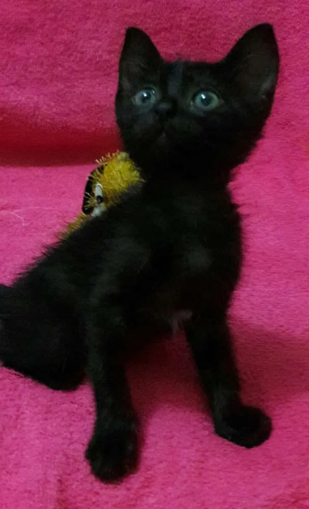Gato ra a Sem Raça Definida.  idade Abaixo de 2 meses nome Sem Nome