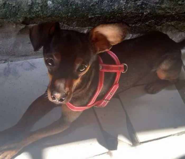 Cachorro ra a Pincher idade 4 anos nome Vladimir 