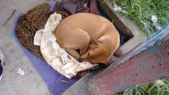 Cachorro ra a SRD idade 1 ano nome Sem nome