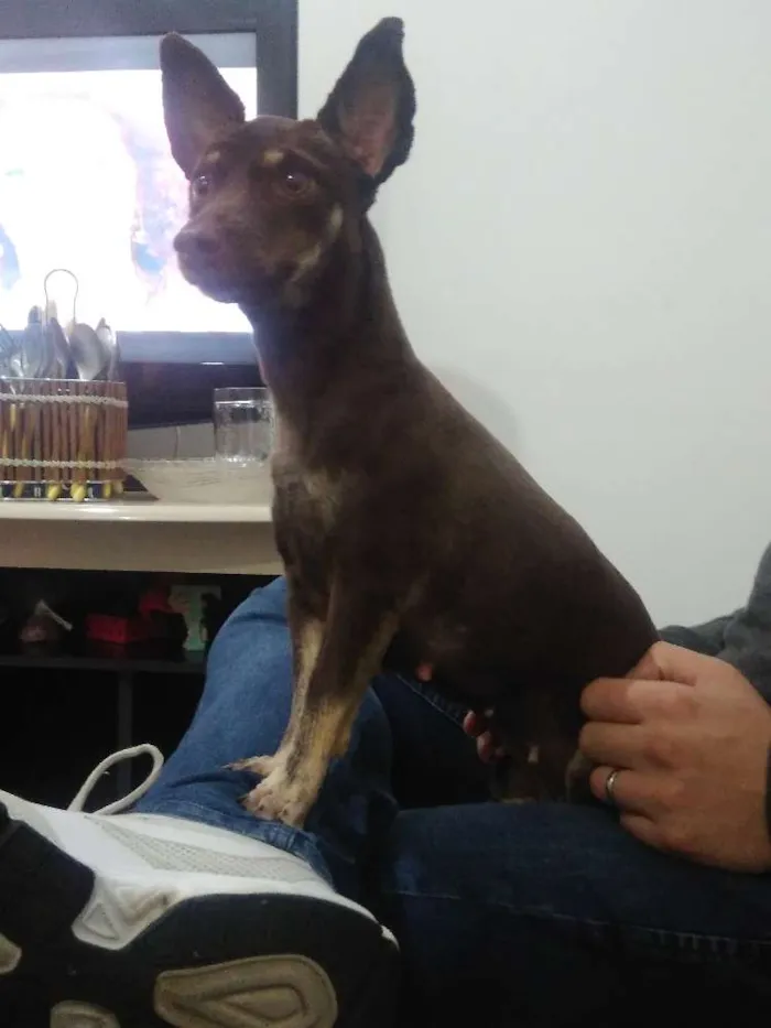 Cachorro ra a Vira lata idade 2 anos nome Natasha