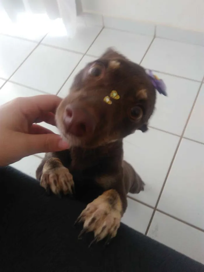 Cachorro ra a Vira lata idade 2 anos nome Natasha