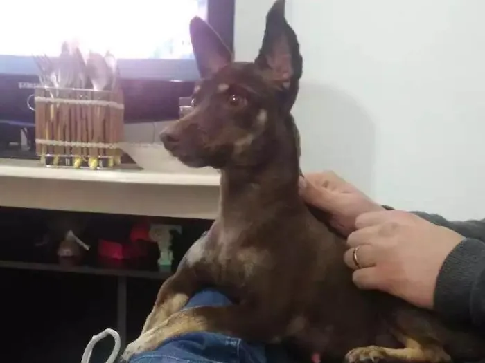 Cachorro ra a Vira lata idade 2 anos nome Natasha