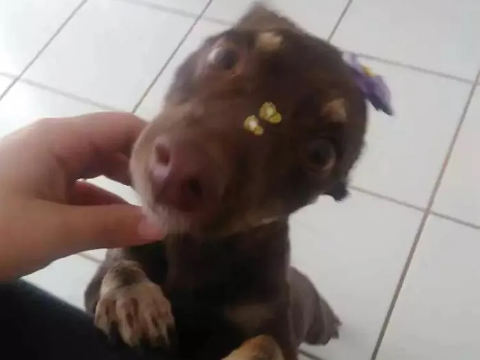 Cachorro ra a Vira lata idade 2 anos nome Natasha