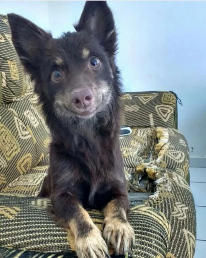 Cachorro ra a Vira lata idade 2 anos nome Natasha