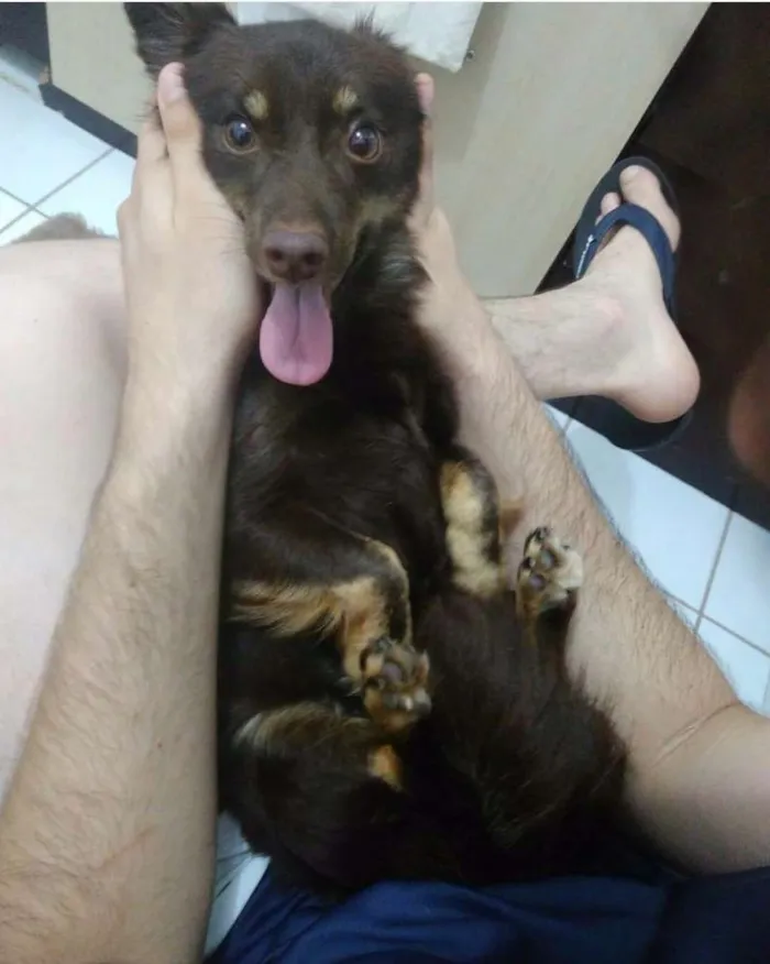 Cachorro ra a Vira lata idade 2 anos nome Natasha