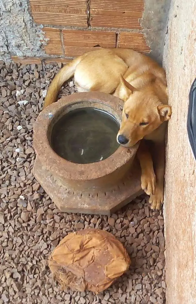 Cachorro ra a mistura de chow chow idade 7 a 11 meses nome cacau