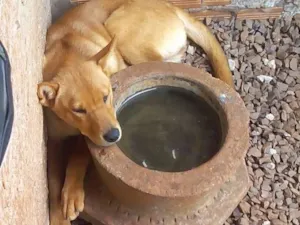 Cachorro raça mistura de chow chow idade 7 a 11 meses nome cacau