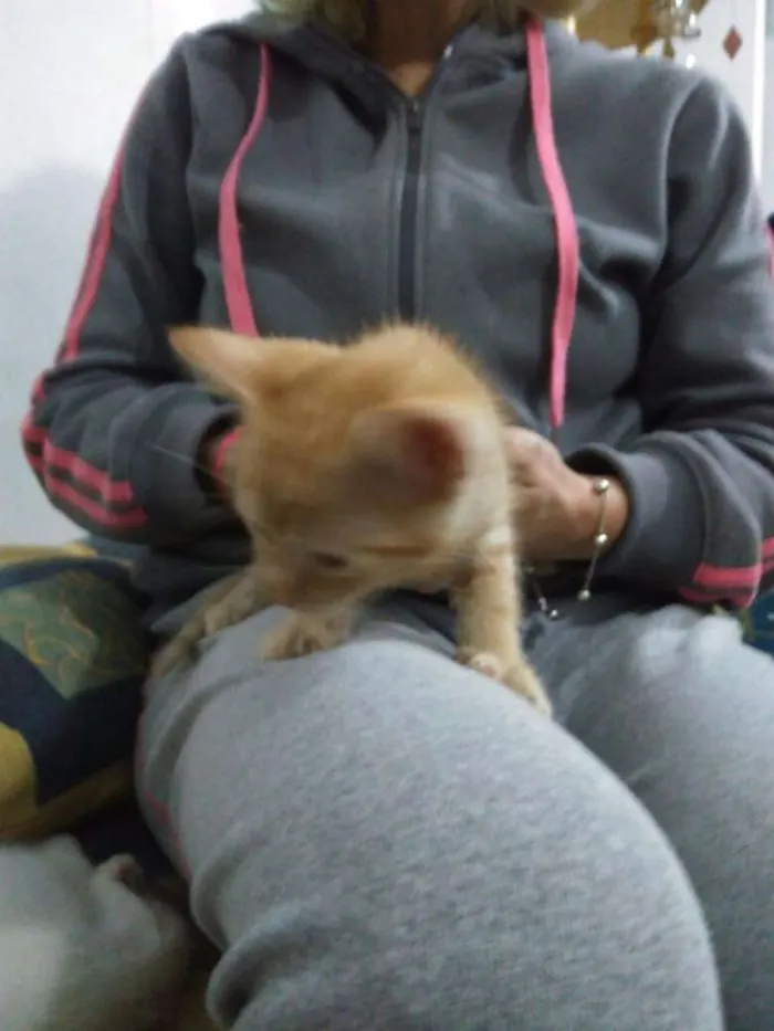 Gato ra a Srd idade 2 a 6 meses nome Não tem