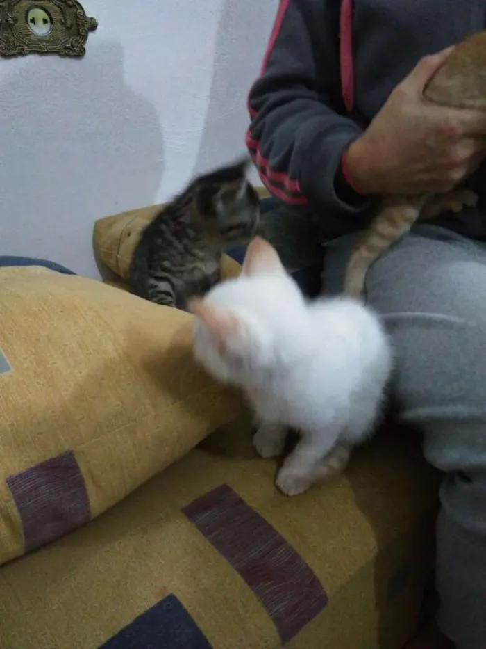 Gato ra a Srd idade 2 a 6 meses nome Não tem