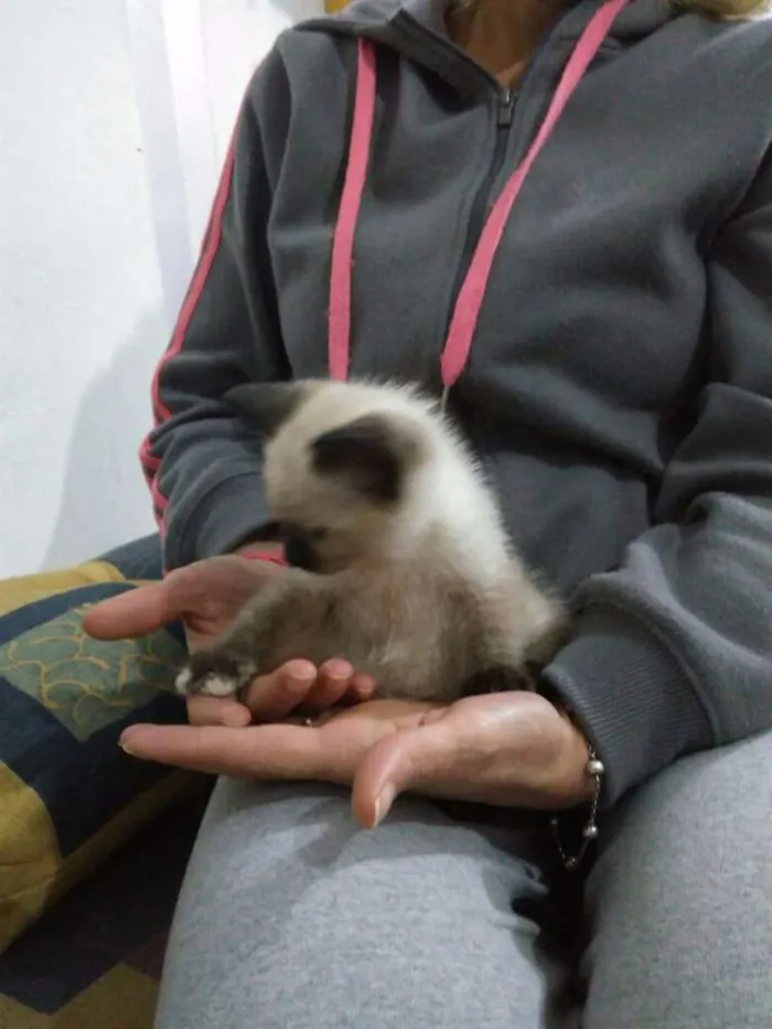 Gato ra a Srd idade 2 a 6 meses nome Não tem