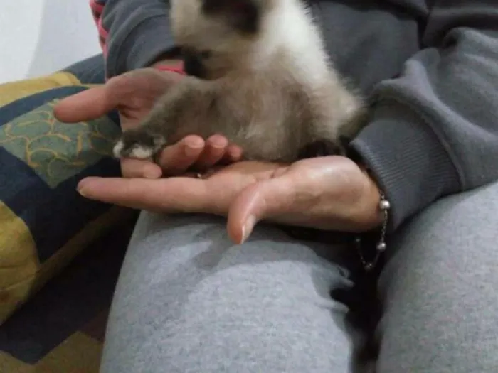 Gato ra a Srd idade 2 a 6 meses nome Não tem