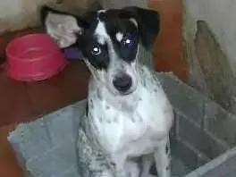 Cachorro raça Dog alemão com labrador idade 7 a 11 meses nome Raio