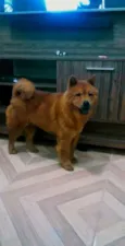 Cachorro raça Chow chow idade 2 anos nome Mel