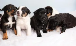 Cachorro raça SRD idade Abaixo de 2 meses nome Lindos Filhotes