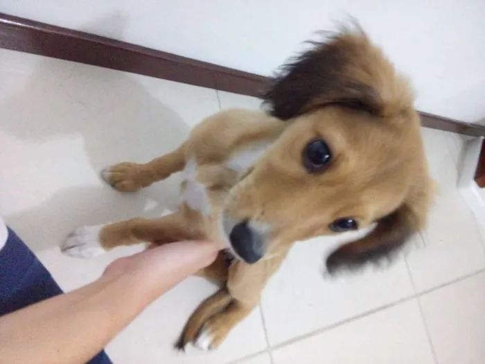Cachorro raça SRD idade 2 a 6 meses nome Fofinha