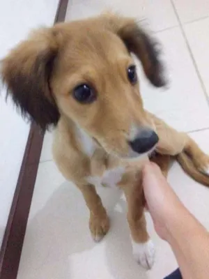 Cachorro raça SRD idade 2 a 6 meses nome Fofinha