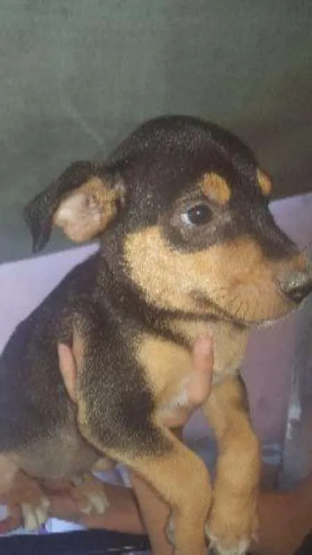Cachorro raça SRD idade 2 a 6 meses nome sem nome