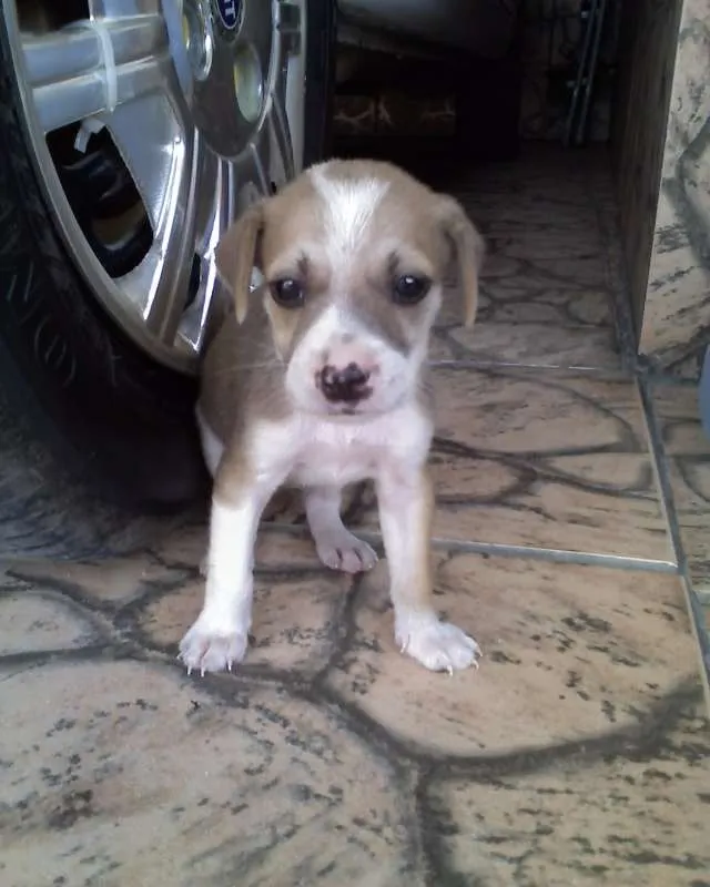 Cachorro ra a viralata idade 1 ano nome lua