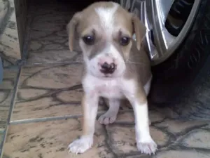 Cachorro raça viralata idade 1 ano nome lua
