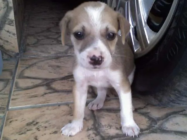 Cachorro ra a viralata idade 1 ano nome lua