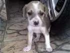 Cachorro raça viralata idade 1 ano nome lua