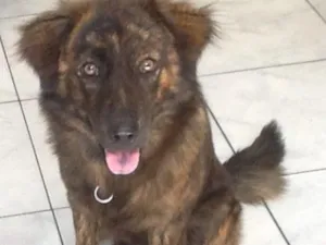 Cachorro raça mistura de chow chow com RND idade 1 ano nome Lunna