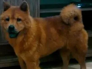 Cachorro raça Chow chow idade 2 anos nome Mel