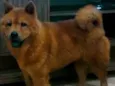 Cachorro raça Chow chow idade 2 anos nome Mel